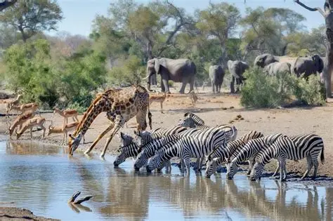 Kruger National Park Gate